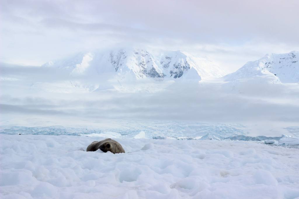 What You Need to Know About Traveling to Antarctica